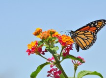 Monarch butterfly.

Creative commons license can be viewed at: http://commons.wikimedia.org/wiki/File:Monarch_Butterfly_-_Danaus_plexippus_%285890526585%29.jpg