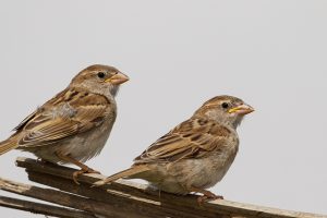 Two Sparrows